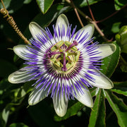 2 Purple Passion Flower | Passiflora 'Lavender Lady' | 3L Pots